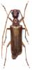 Vesperus bolivari