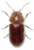 Lasioderma serricorne