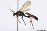Stenichneumon culpator