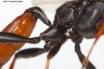 Stenichneumon culpator