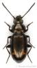 Bembidion pygmaeum