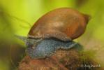 Pseudosuccinea columella - Mimic Lymnaea