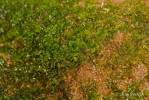 Riccardia multifida - stěkovec mnohodílný