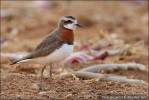 Charadrius asiaticus - Caspian Plover