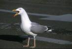 Larus argentatus - European Herring Gull