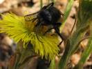 Podalonia hirsuta - kutilka chlupatá