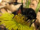 Podalonia hirsuta - kutilka chlupatá