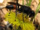 Podalonia hirsuta - kutilka chlupatá