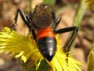 Podalonia hirsuta - kutilka chlupatá