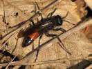 Podalonia hirsuta - kutilka chlupatá