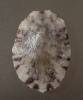 Cellana enneagona