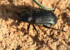 Calosoma imbricatum imbricatum