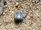 Ixodes ricinus - klíště obecné