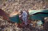 Welwitschia mirabilis - welwitschie podivná
