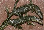 Varanus indicus - Mangrove Monitor