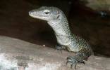 Varanus indicus - Mangrove Monitor