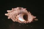 Lithopoma phoebium - donka ostnitá
