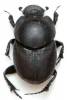 Euonthophagus gibbosus