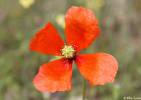 Papaver confine - mák časný