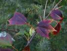 Acer buergerianum - Trident Maple