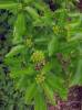 Acer buergerianum - Trident Maple