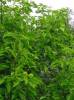 Acer buergerianum - Trident Maple
