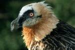 Gypaetus barbatus - orlosup bradatý