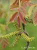 Juglans regia - ořešák královský