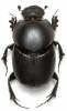 Euonthophagus atramentarius