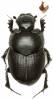 Euonthophagus bedeli