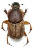 Euoniticellus fulvus