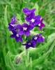 Anchusa officinalis - pilát lékařský