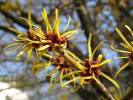 Hamamelis mollis - vilín měkký
