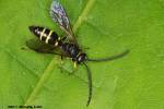 Argogorytes mystaceus - vosilka mámená