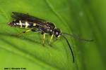 Argogorytes mystaceus - vosilka mámená