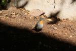 Cossypha caffra - Cape Robin-chat