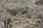 Oreopholus ruficollis - Tawny-throated Dotterel