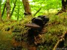 Fomitopsis rosea