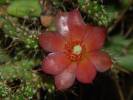 Cylindropuntia hystrix