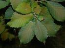 Zelkova serrata - zelkova pilovitá