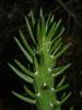 Austrocylindropuntia subulata
