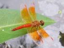 Brachythemis contaminata