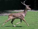 Rucervus eldii - jelen lyrorohý