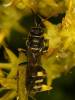 Gorytes laticinctus