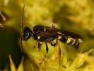 Gorytes laticinctus