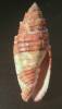 Quasimitra puncticulata - čepicovka tečkovaná