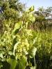 Aristolochia clematitis - podražec křovištní