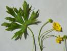 Ranunculus polyanthemos - pryskyřník mnohokvětý