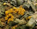 Anthracobia melaloma - spálenitka uhelná