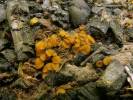 Anthracobia melaloma - spálenitka uhelná